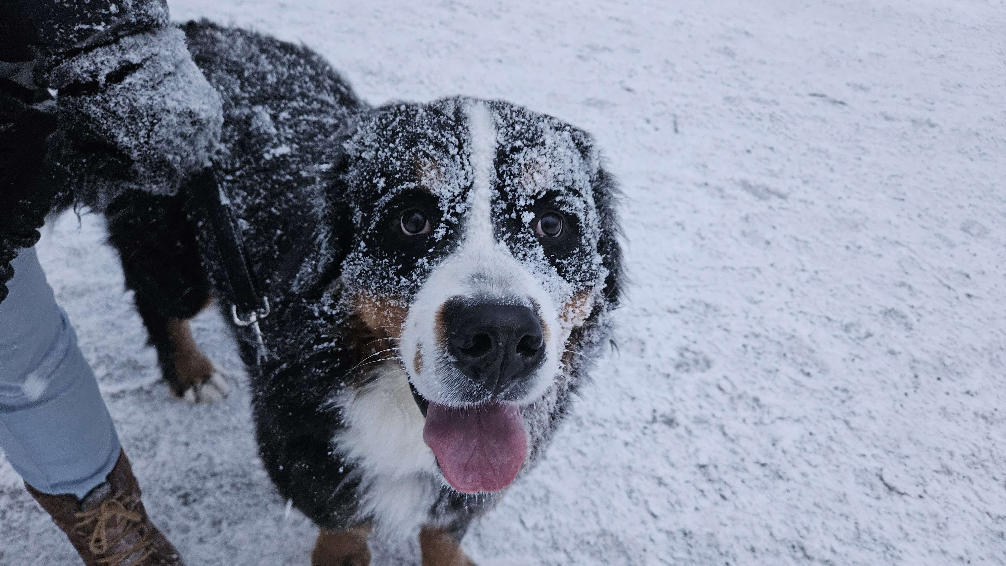 Picture of my dog